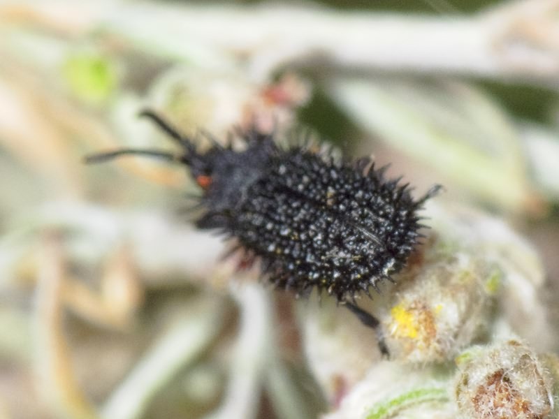 Hispa atra Linnaeus, 1767